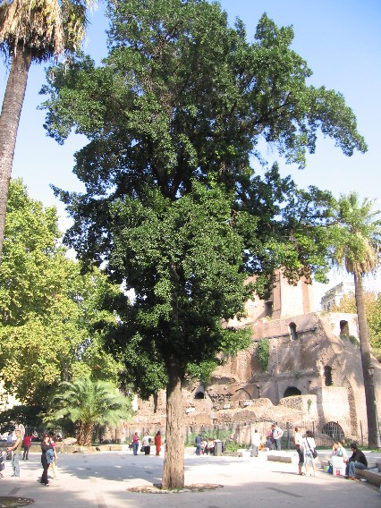 Podocarpus macrophyllus / Podocarpo a foglie grandi